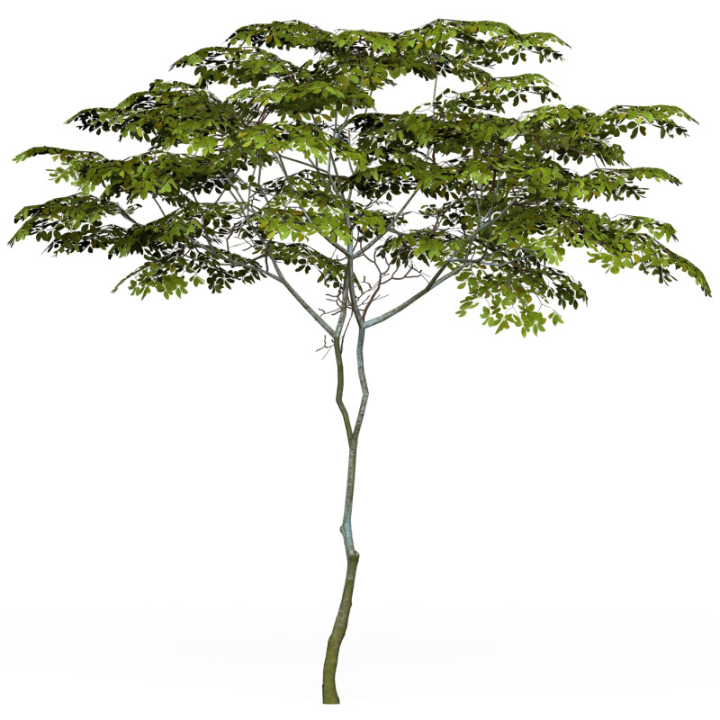 Game Ready Tree 13 3D-Modell .c4d .max .obj .3ds .fbx .stl .blend 