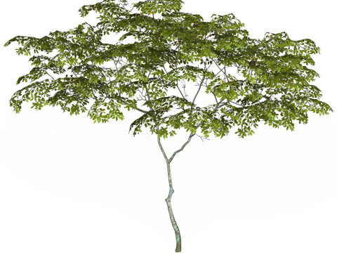 Game Ready Tree 13 3D-Modell