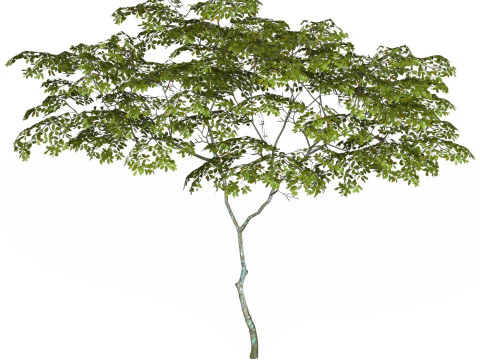 Albero pronto per il gioco 13 Modello 3D