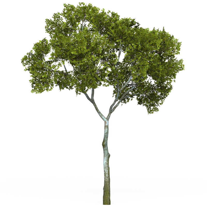 Game Ready Tree 14 3D Model .c4d .max .obj .3ds .fbx .stl .blend 