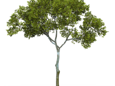 Game Ready Tree 14 3D Model