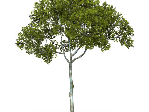 Game Ready Tree 14 3D Model