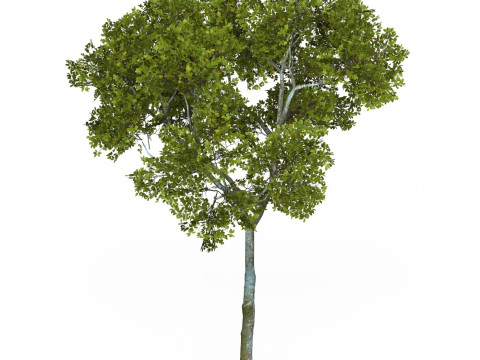 Game Ready Tree 14 3D Model