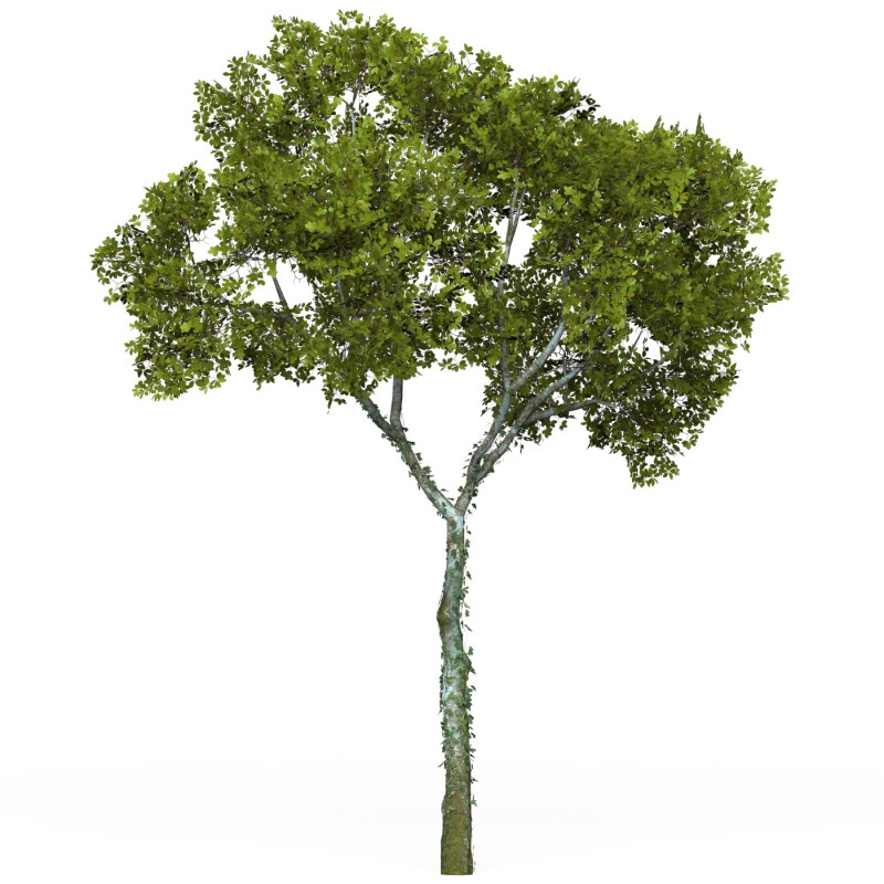 Game Ready Tree 15 Model 3D .c4d .max .obj .3ds .fbx .stl .blend 