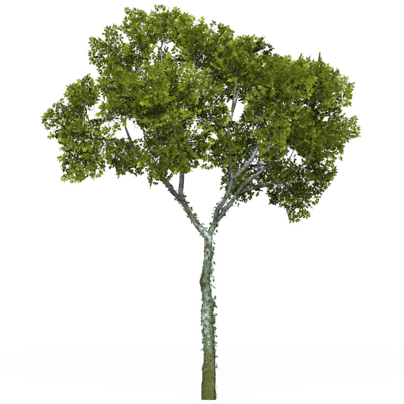 Game Ready Tree 15 3D Model .c4d .max .obj .3ds .fbx .stl .blend 