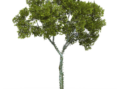 Game Ready Tree 15 3D मॉडल