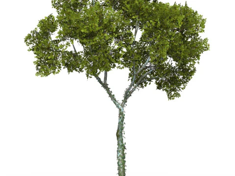 Albero pronto per il gioco 15 Modello 3D