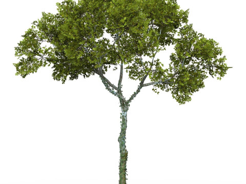 Game Ready Tree 15 Model 3D