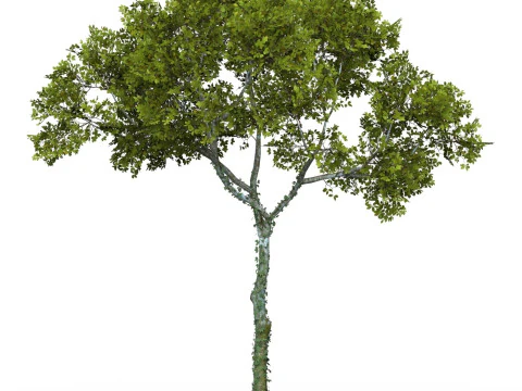 Game Ready Tree 15 3D Model