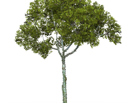 Game Ready Tree 15 Model 3D