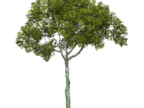 Game Ready Tree 15 3D Model