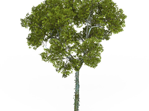 Game Ready Tree 15 Model 3D