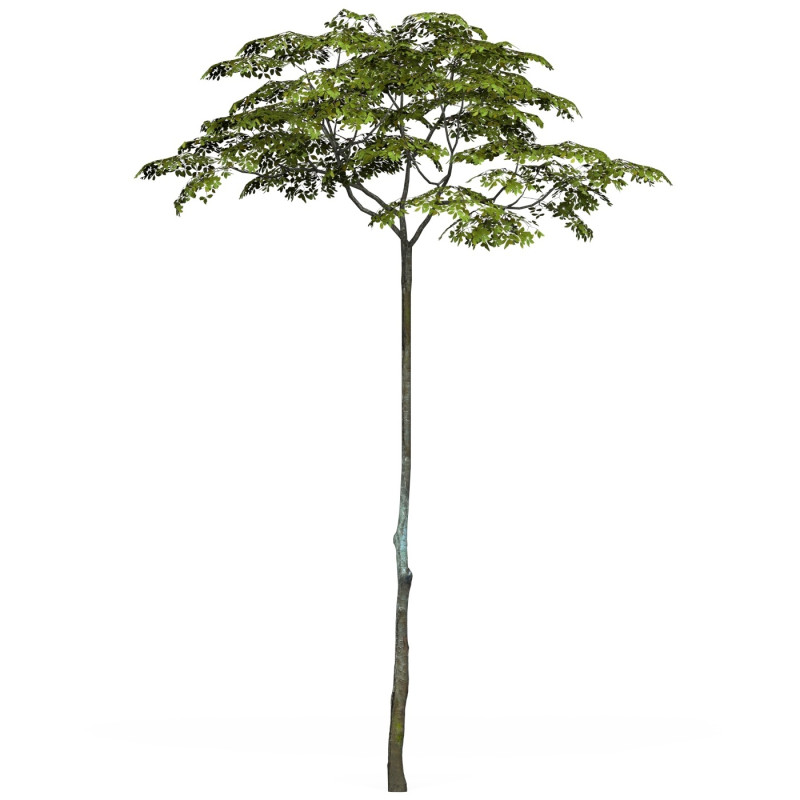 Game Ready Tree 16 3D 模型 .c4d .max .obj .3ds .fbx .stl .blend 