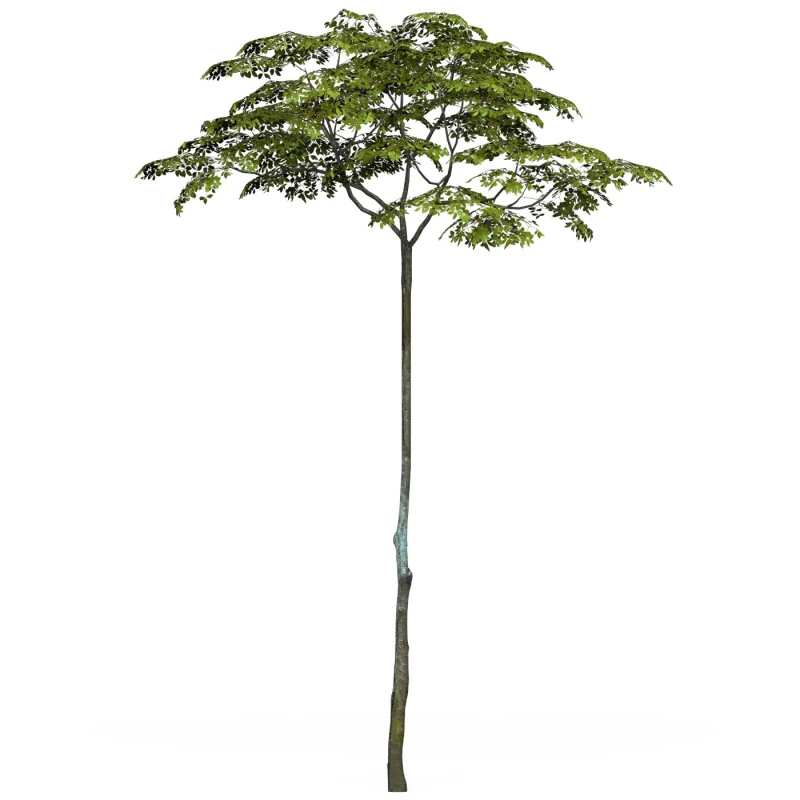 Game Ready Tree 16 3D Model .c4d .max .obj .3ds .fbx .stl .blend 