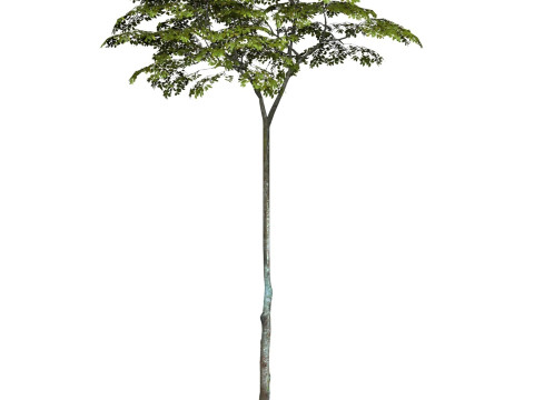 Game Ready Tree 16 3D 模型