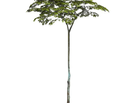 Game Ready Tree 16 3D Model