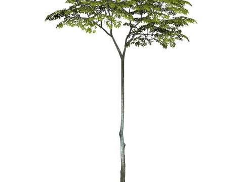 Game Ready Tree 16 3D 模型