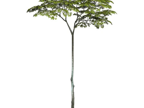 Game Ready Tree 16 3D Model