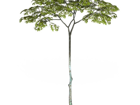 Game Ready Tree 16 3D 模型