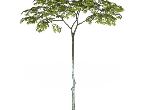 Game Ready Tree 16 3D Model
