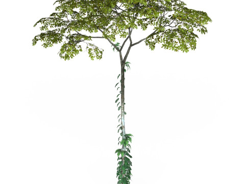 Game Ready Tree 17 3D Model