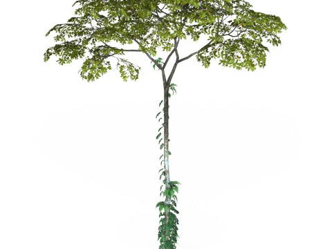 Game Ready Tree 17 3D Model