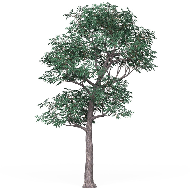 Game Ready Tree 18 3D Модель .c4d .max .obj .3ds .fbx .stl .blend 