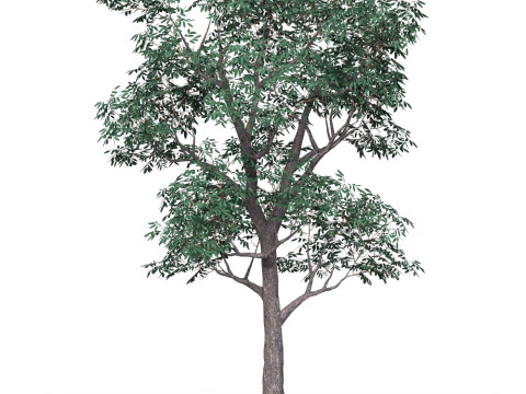 Game Ready Tree 18 3D Модель