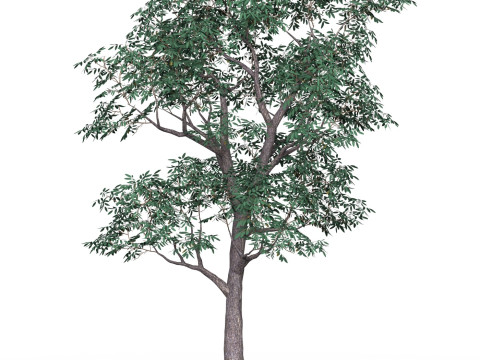 Game Ready Tree 18 3D Модель