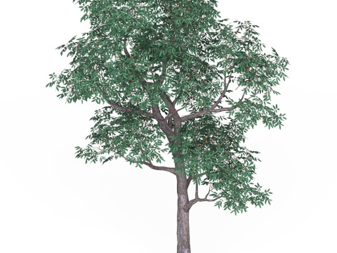 Game Ready Tree 18 3D Модель