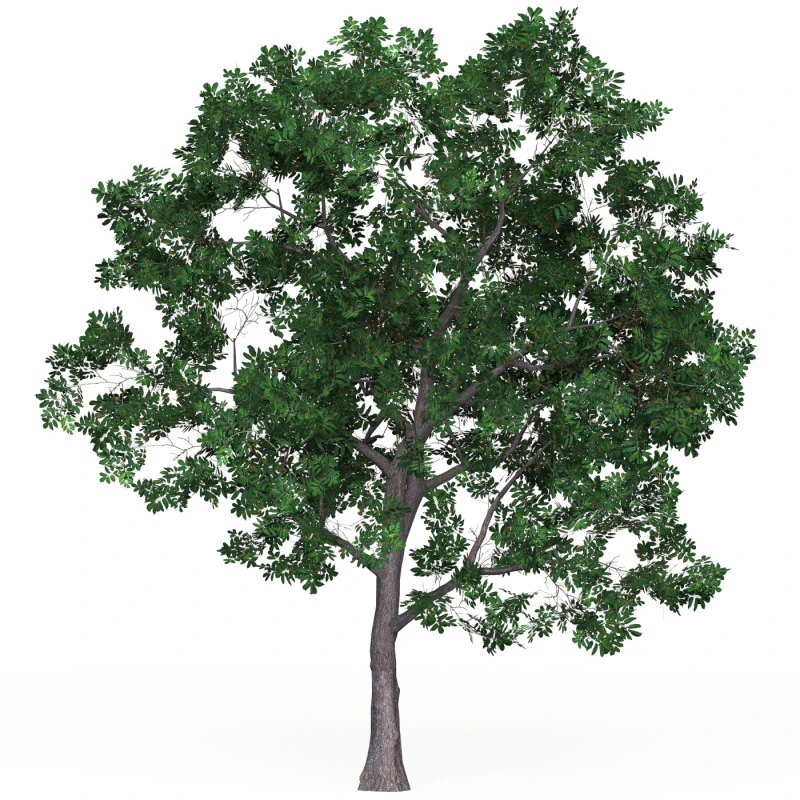 Game Ready Tree 19 3D Model .c4d .max .obj .3ds .fbx .stl .blend 