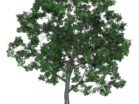 Game Ready Tree 19 3D मॉडल