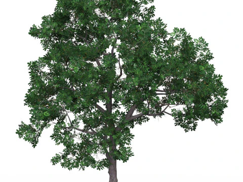 Game Ready Tree 19 3D Model