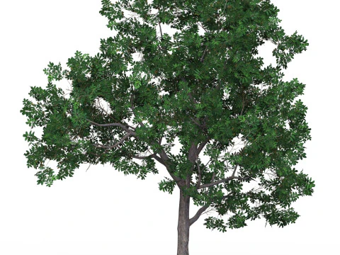 Game Ready Tree 19 3D Model