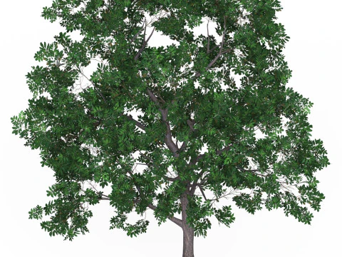 Game Ready Tree 19 3D Model