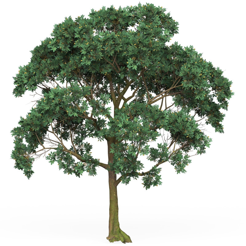 Game Ready Tree 20 3D Model .c4d .max .obj .3ds .fbx .stl .blend