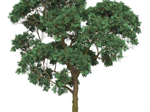 Game Ready Tree 20 3D Model