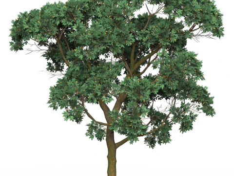 Game Ready Tree 20 3D Model