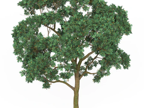 Game Ready Tree 20 3D Model