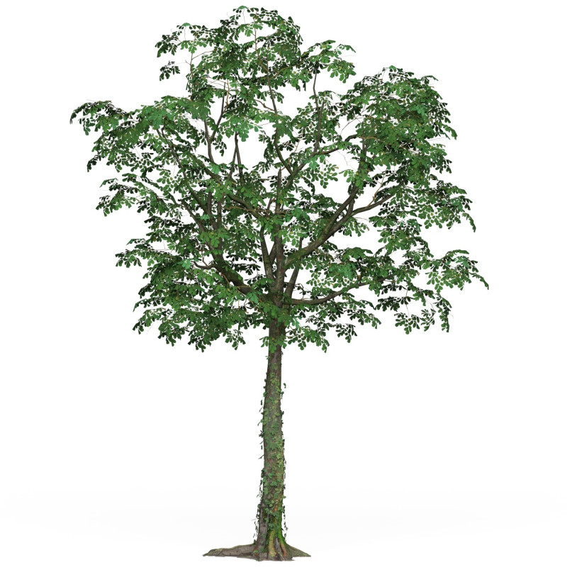 Game Ready Tree 21 3D Модель .c4d .max .obj .3ds .fbx .stl .blend 