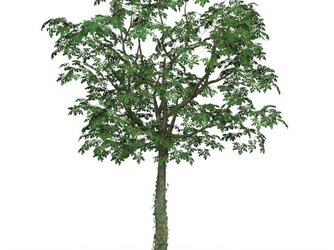Game Ready Tree 21 3Dモデル