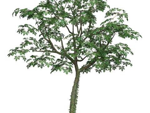 Game Ready Tree 21 3D Модель