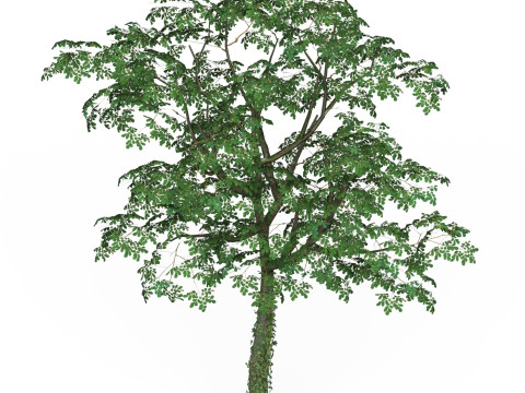 Game Ready Tree 21 3D Модель