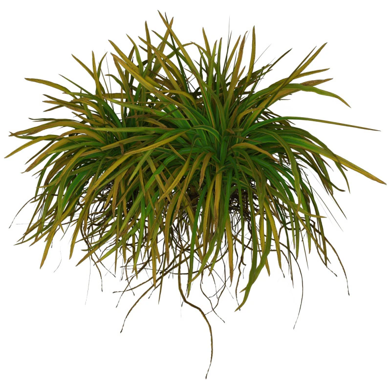 Game Ready Grass 01 3D Model .c4d .max .obj .3ds .fbx .stl .blend 