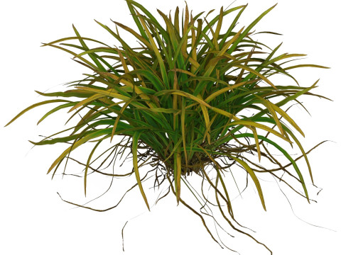 Game Ready Grass 04 3D Model