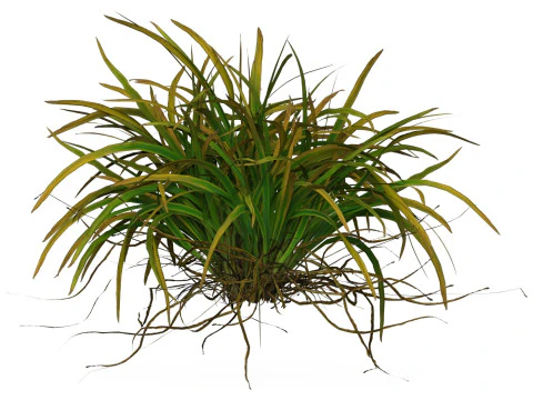 Game Ready Grass 04 3D Model