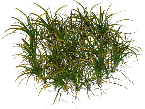 Game Ready Grass 05 3D Model