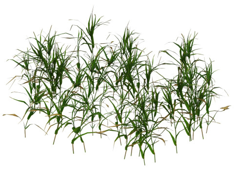 Game Ready Grass 06 3D मॉडल