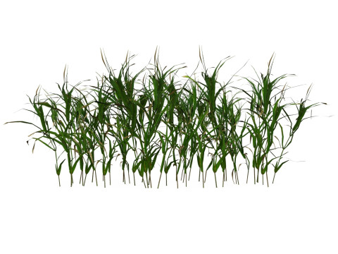 Game Ready Grass 06 3D मॉडल