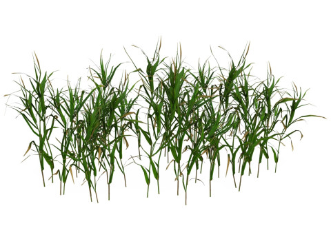 Game Ready Grass 06 3D मॉडल
